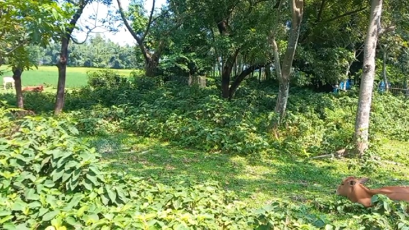 মৃত ব্যক্তির কবরস্থান।